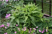 e32ad79d-IMG_7111 nepoznato.jpg